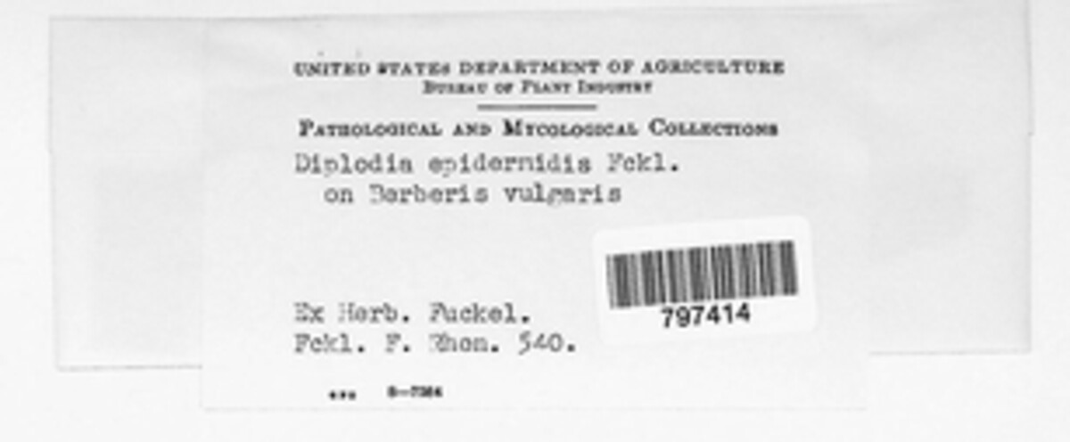 Diplodia epidermidis image